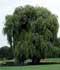 Salix x sepulcralis = Salix chrysocoma ........ ( Sauce llorón )