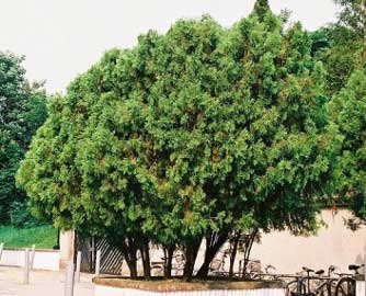 Árbol de la vida, Biota, Tuya oriental