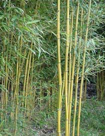 Phyllostachys - Bambú, bambúes