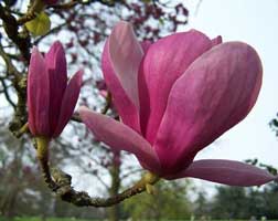 Magnolio caduco, Magnolio chino, Arbol lirio, Árbol tulipán, Magnolia hoja caduca