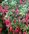 Fuchsia magellanica ........ ( Fucsia, Pendientes de Reina )