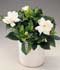 Gardenia jasminoides = Gardenia augusta ........ ( Gardenia, Jazmín del Cabo )