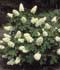 Hydrangea quercifolia ........ ( Hortensia de hojas de roble )