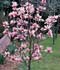Magnolia x soulangiana ........ ( Magnolio caduco, Magnolio chino, Arbol lirio, Árbol tulipán, Magnolia hoja caduca )