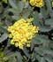 Mahonia aquifolium ........ ( Mahonia, Uva de Oregón, Uvas de Oregón )