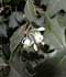 Osmanthus heterophyllus = Osmanthus aquifolium ........ ( Acebo chino, Falso acebo )
