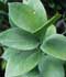 Ruscus hypoglossum ........ ( Brusco de hojas anchas, Laurelillo, Laurel de Alejandría, Planta de la mosquita, Ruscus )