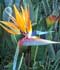 Strelitzia reginae ........ ( Flor ave del Paraíso, Estrelitzia, Estrelicia, Flor de pájaro, Pájaros de fuego, Flor de la grúa, Flor de pajarito )