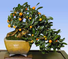 Bonsai - Naranjo, Limonero, Mandarino, Kumquat
