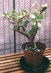 Bonsai - Crásula, Árbol de jade