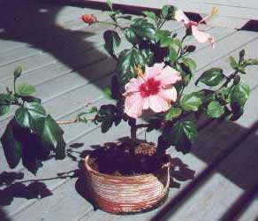 Bonsai - Hibisco, Rosa de la China, Hibisco chino