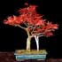 Bonsáis - Acer palmatum ........ ( Arce japonés, Arce palmado )