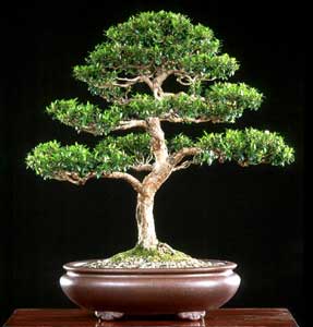 myrtus-communis-bonsai.jpg