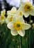 Narcissus spp. ........ ( Narciso )