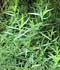 Artemisia dracunculus ........ ( Estragón, Dragoncillo )