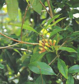 Syzygium aromaticum = Eugenia caryophyllata