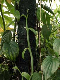 Vanilla planifolia, Vanilla pompona, Vanilla tahitensis