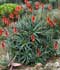 Aloe arborescens ........ ( Áloe candelabro, Candelabros, Áloe arborescente, Planta pulpo )