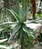 Aloe ferox ........ ( Áloe feroz, Áloe del Cabo )