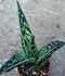 Aloe variegata ........ ( Aloe tigre, Pecho de perdiz )