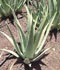 Aloe vera ........ ( Aloe vera, Sábila, Zábila, Atzavara vera, Zabira, Aloe de Barbados, Acíbar, Azabara )