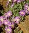 Drosanthemum floribundum ........ ( Drosantemo, Rocío rosa )