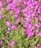 Drosanthemum hispidum ........ ( Rocío púrpura )