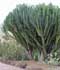 Euphorbia candelabrum ........ ( Candelabro, Euforbia cactus )