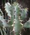 Euphorbia coerulescens ........ ( Euphorbia coerulescens )