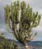 Euphorbia ingens ........ ( Árbol candelabro )