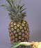 Piña tropical ........ ( Ananas comosus )
