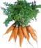 Zanahoria ........ ( Daucus carota )