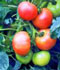 Tomate ........ ( Lycopersicum esculentum = Solanum lycopersicum )