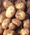 Patata ........ ( Solanum tuberosum subsp. tuberosum )