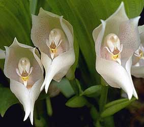 Anguloa, Orquídea tulipán, Cuna de Venus