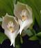 Anguloa spp. ........ ( Anguloa, Orquídea tulipán, Cuna de Venus )