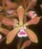 Encyclia spp. ........ ( Encyclia, Orquídea mariposa )