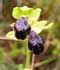Ophrys fusca ........ ( Abejera oscura, Orquídea abejera negra )