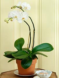 Phaleonopsis, Phal, Orquídea alevilla, Orquídea mariposa