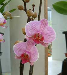 Phaleonopsis, Phal, Orquídea alevilla, Orquídea mariposa