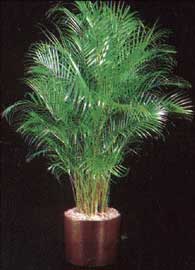 Dypsis lutescens = Chrysalidocarpus lutescens