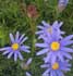 Felicia amelloides = Agathea coelestis ........ ( Agatea, Felicia, Aster de África, Margarita azul )