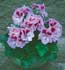 Pelargonium x domesticum = Pelargonium grandiflorum ........ ( Geranio pensamiento, Geranio real, Malvón pensamiento )