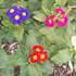 Primula acaulis = Primula vulgaris ........ ( Primavera, Prímula, Orejas de oso )