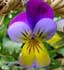 Viola tricolor ........ ( Pensamiento, Pensamientos, Trinitaria )