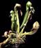 Darlingtonia californica ........ ( Darlingtonia, Planta Cobra, Lirio Cobra, Planta Drácula )