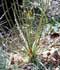 Drosophyllum lusitanicum ........ ( Drosophyllum )