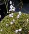 Utricularia spp. ........ ( Utricularia, Col de vejigas )