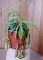 Nepenthes, Nepentes, Plantas jarro, Planta de copa de mono