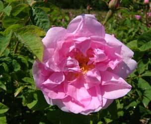 Rosal romano, Rosal de cien hojas, Rosa aromática, Rosa de mayo, Rosa de Provenza